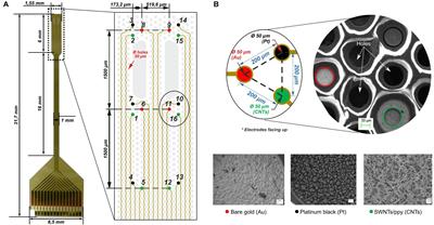 Quantification of Signal-to-Noise Ratio in Cerebral Cortex Recordings Using Flexible MEAs With Co-localized Platinum Black, Carbon Nanotubes, and Gold Electrodes